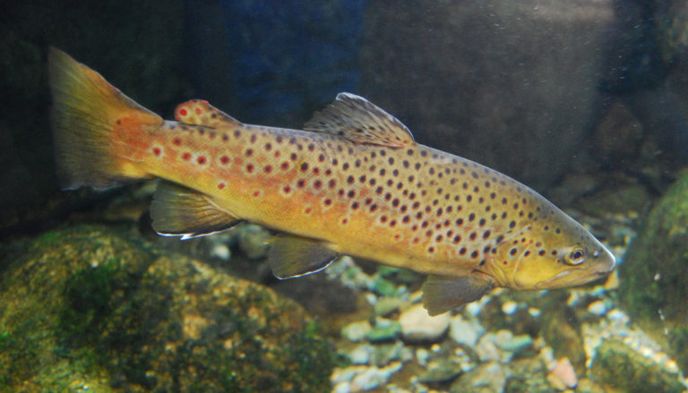 Salmo trutta 2 768x439